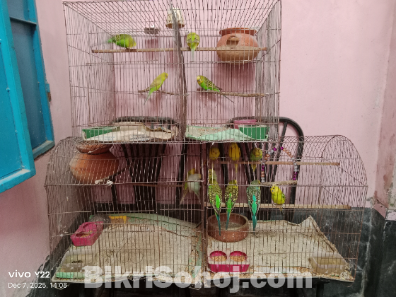 Budgie with cage